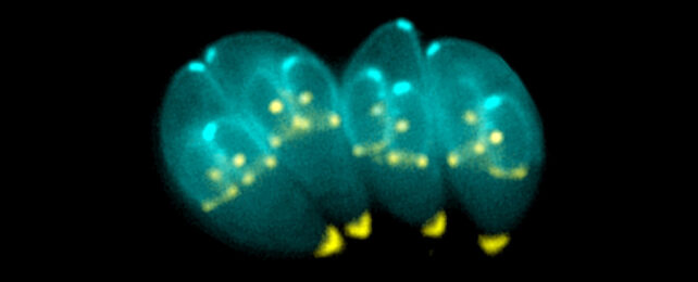 Toxoplasma cells under a microscope colored cyan and yellow