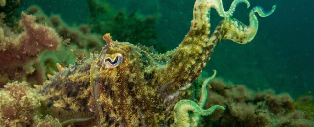 Cuttlefish Can Falsely Remember The Past in The Same Way Humans Do