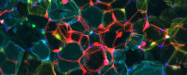 white cells