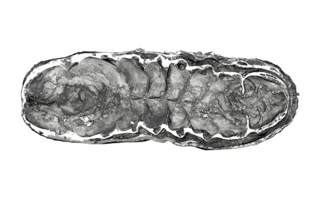 Decoding Dinosaur Diets: What Fossilized Guts and Big Data Tell Us