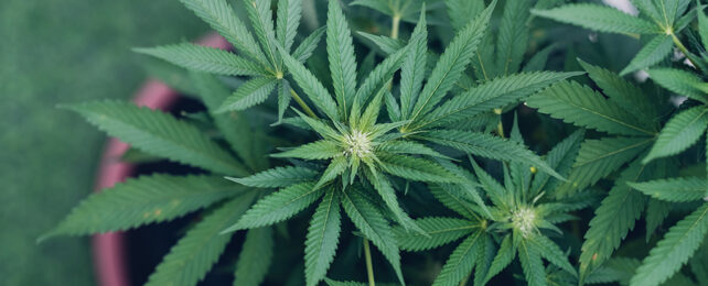Cannabis plant