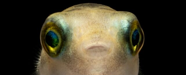 Fish closeup
