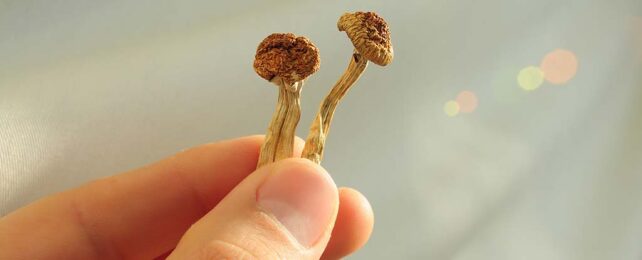 Scientists Reveal What Your Brain Looks Like on Psilocybin