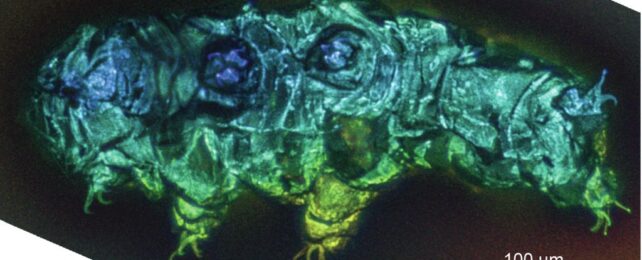 Tardigrades Trapped in Amber Reveal Secrets From Millions of Years Ago
