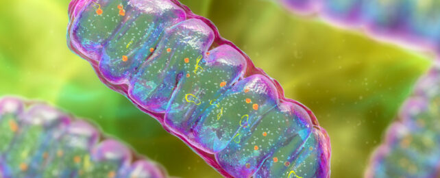 mitochondria graphic