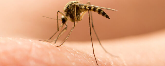 mosquito on a person's arm