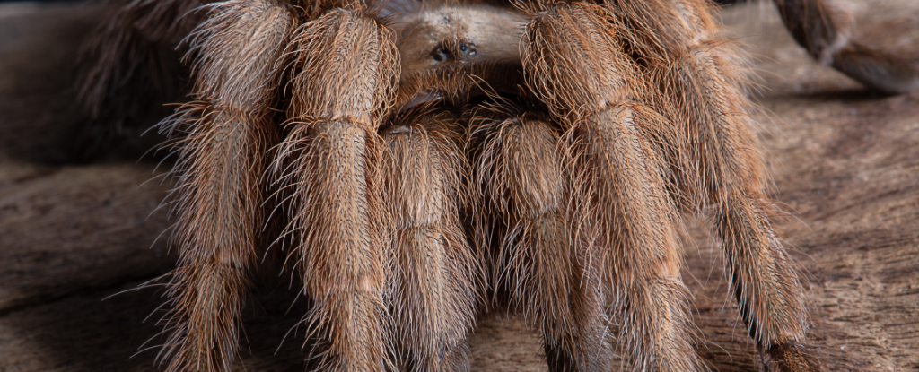 Hordes of Tarantulas Are About to Swarm in The US, And Here's Why Hordes of Tarantulas Are About to Swarm in The US, And Here’s Why