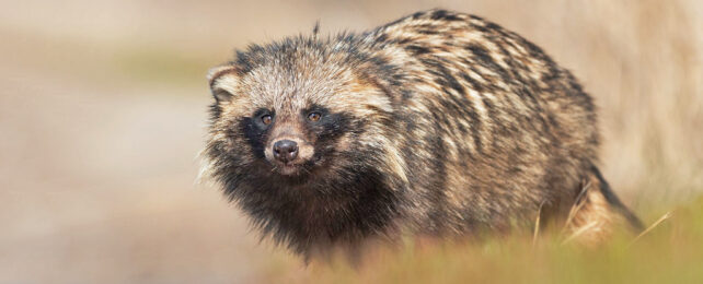 A raccoon dog