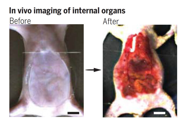 Incredible Experiment Reveals a Way to Make Skin Transparent : ScienceAlert