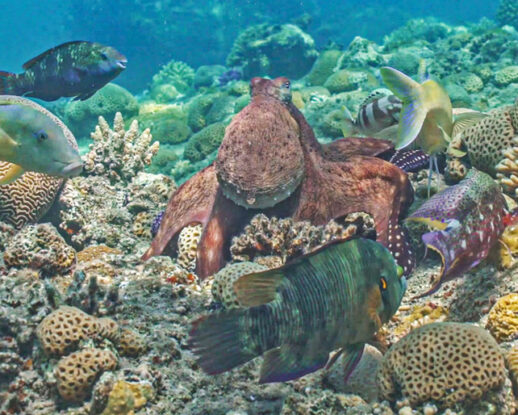 Octopuses Team Up With Fish to Hunt, And Will Punch Them if They Act Up ...