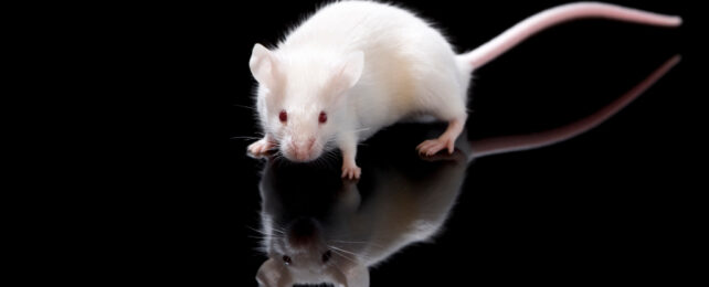 mouse with reflection