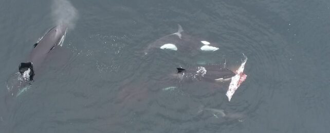 Wild Orcas Spotted Hunting Dolphins Off Chile in a Scientific First