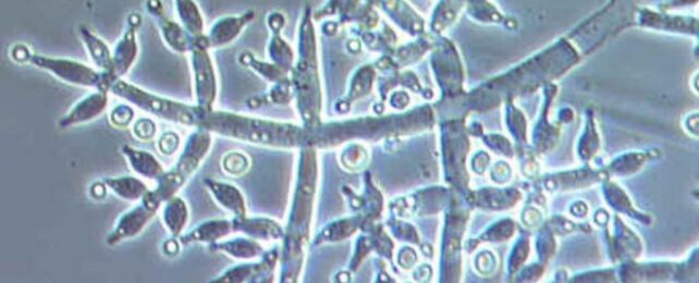 White Noise Is Like Music to These Microbes, And It Helps Them Thrive