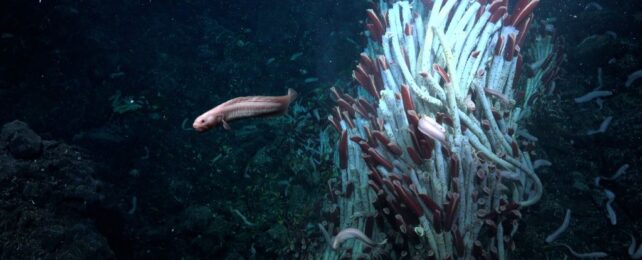Surprise Discovery Reveals Animal Life Thriving Under The Seafloor
