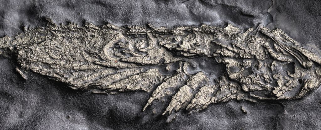 Un fósil ‘dorado’ de 450 millones de años revela un ancestro artrópodo premiado: Heaven32