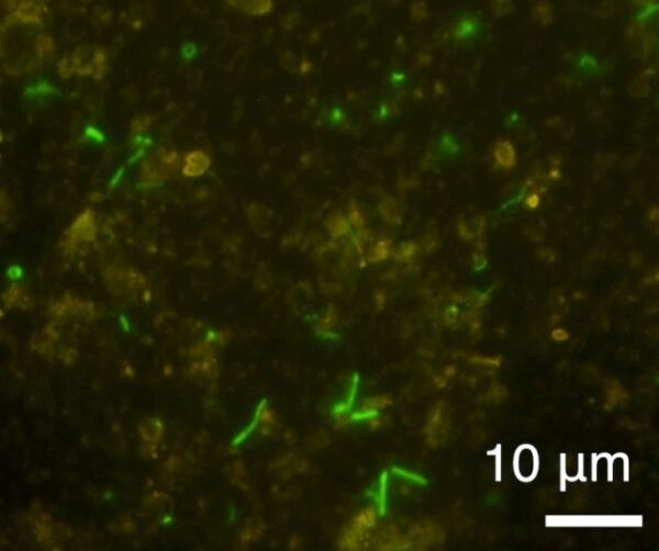 Microbiy Shell Microbes Found Alive Sealed in Rock For 2 Billion Years : ScienceAlert