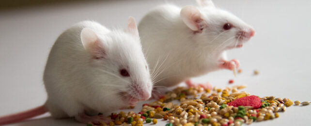 Study on a Thousand Mice Suggests Fasting to Extend Your Life Could Cost You