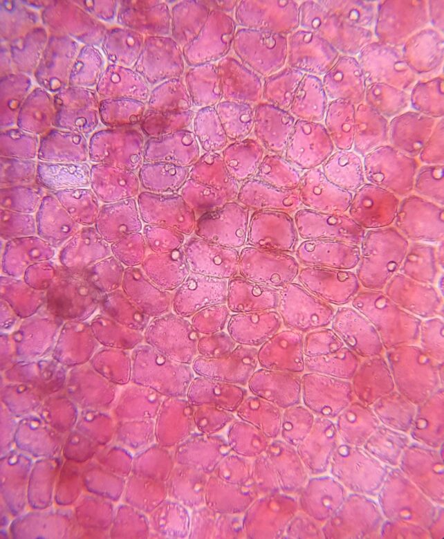 Microscope Mystery Cranberry