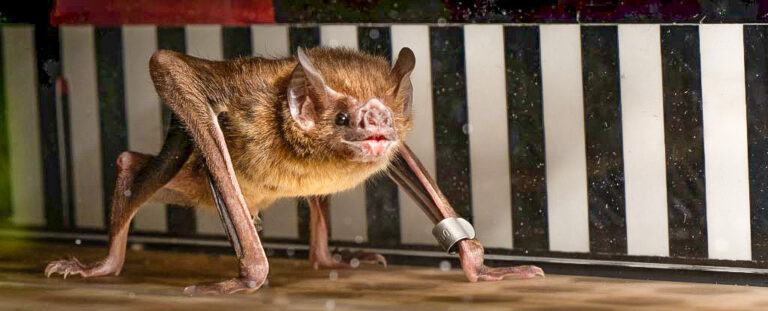 Vampire Bats Run on Little Treadmills to Reveal How They Metabolize