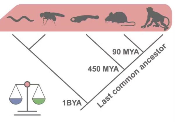 The Mystery of How Neurons Control The Brain Has Finally Been Solved ...