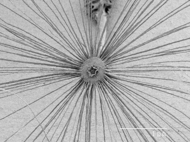 Dandelion Microscope