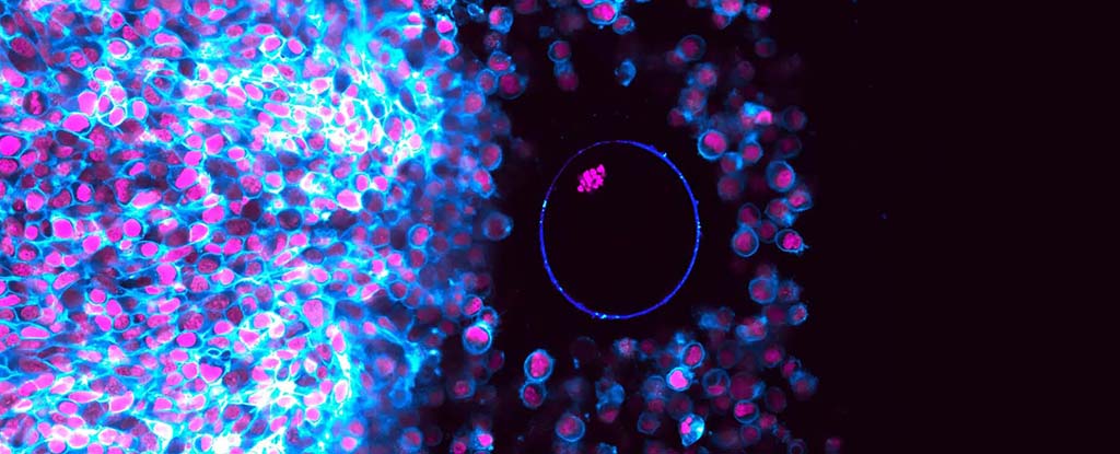 WATCH: Scientists Filmed Ovulation From Start to Finish For The First Time