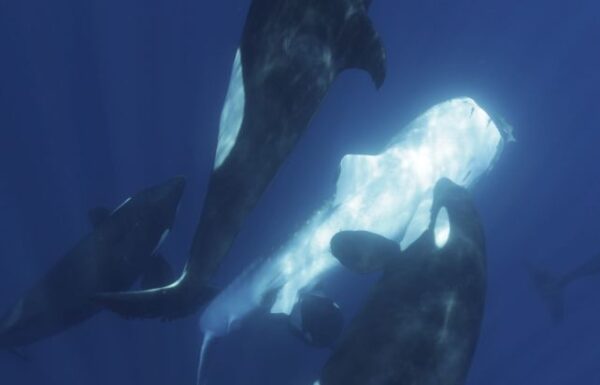 Orcas Have a Killer Technique to Hunt The Biggest Fish in The Ocean ...