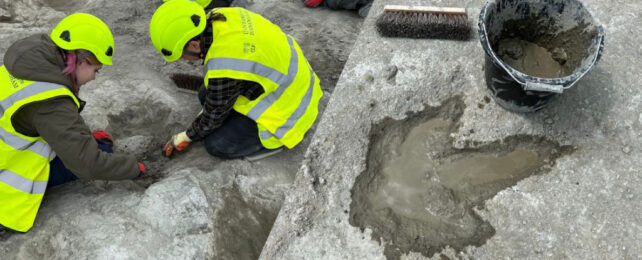 researchers uncovering dinosaur footprints