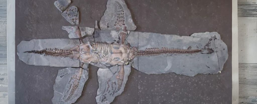 Amazing Fossil Reveals Turtle-Like Scales on Jurassic Plesiosaur image
