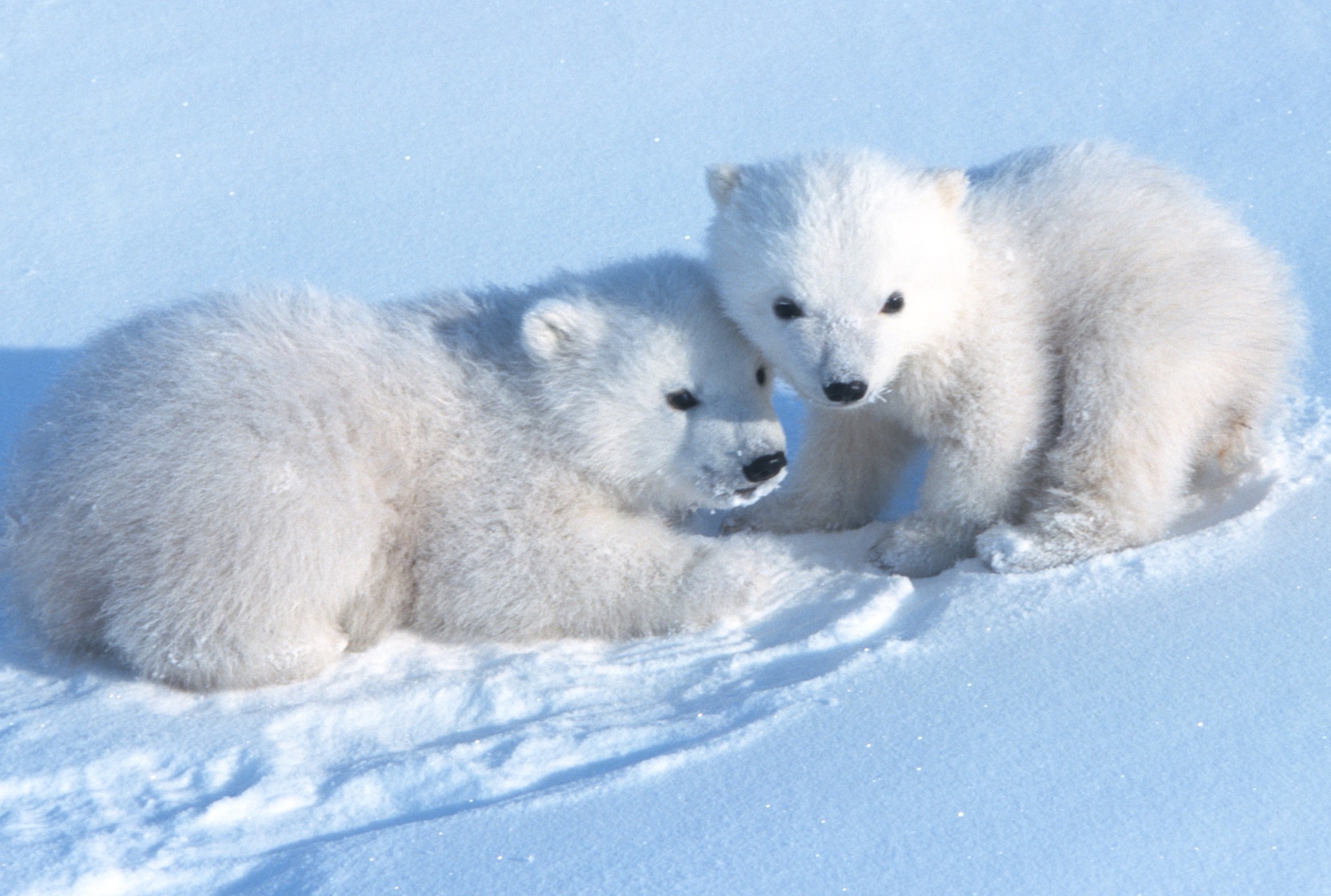 First Ever Detailed Footage Shows Polar Bear Cubs Emerging From Dens 
