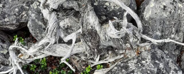 Stick From a Dead Shrub Reveals Surprising Truth About Its Record Lifespan