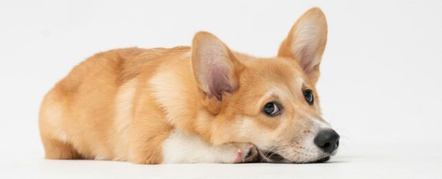 dog on ground
