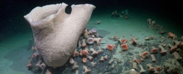 Antarctic Iceberg Breaks Away to Reveal a Never-Before-Seen Ecosystem