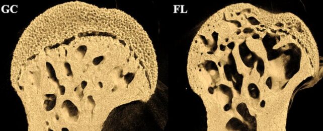 NASA Took Mice Into Space, And It Did Something Scary to Their Bones