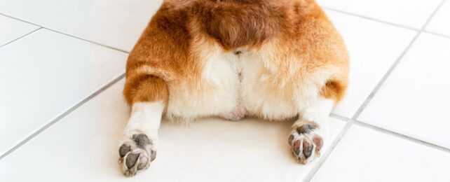 Wild New Study Suggests Buttholes Once Had a Very Different Purpose