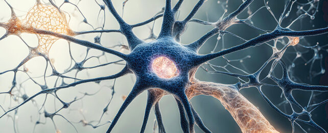 Neuron diagram