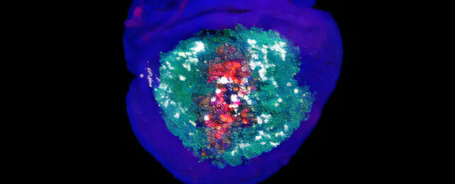 Drosophila wing