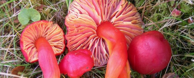 IUCN Sounds Alarm as 411 Fungi Species Face Extinction