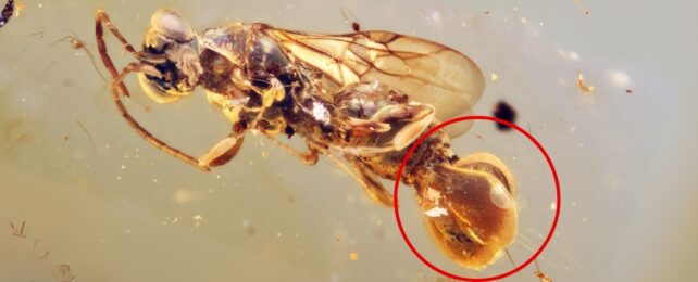 Venus Flytrap Wasp: 99-Million-Year-Old Amber Reveals Bizarre New Species