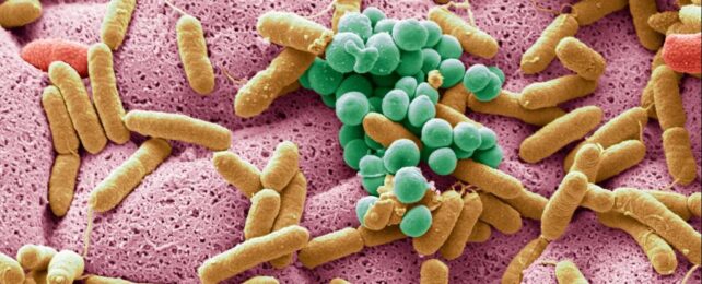 Illustration of microbes in gut