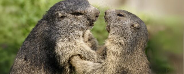 Marmots Just Settled a 154-Year-Old Evolution Debate