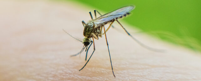 Mosquito