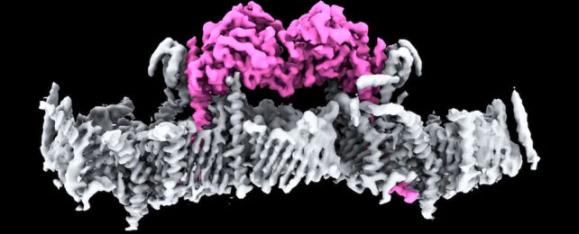 PINK1 protein