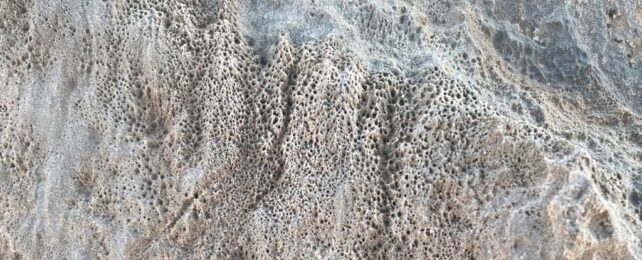 Holes in Desert Rocks May Have Been Left by Microbe Unlike Any Known