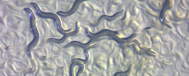 magnified image of C. elegans nematodes