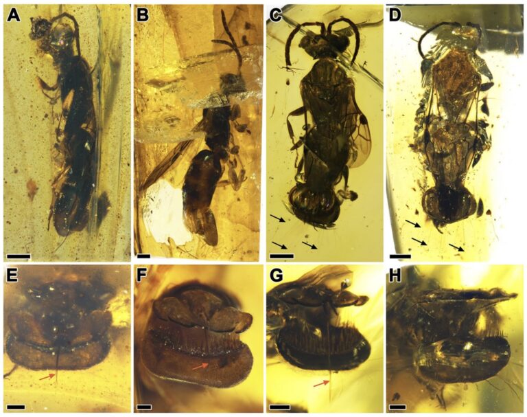 99 Million Year Old Parasitic Wasp With A Venus Flytrap Abdomen Found Preserved In Amber