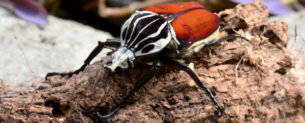 Largest Insect on Earth Headed For Extinction Thanks to Our Love of ...
