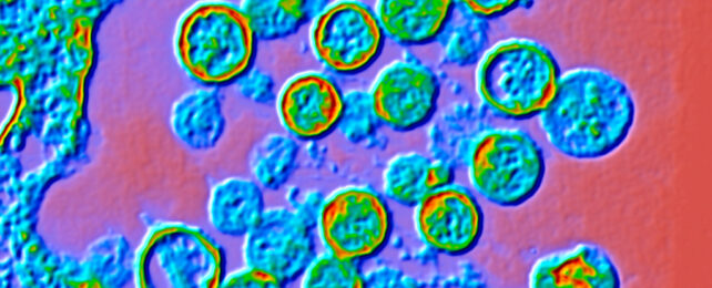 hantavirus