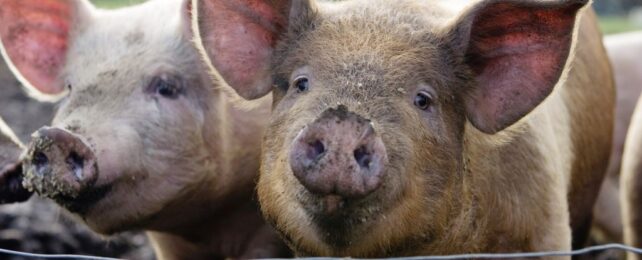 Pig Liver Successfully Transplanted Into Human Patient in World First