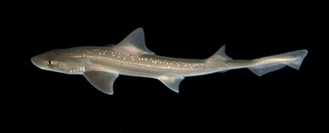 Hear The First-Ever Recordings of Sharks Actively Making Noises